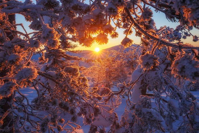Winter sunrise through snow-covered trees