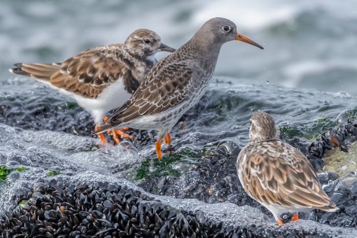 Three shorebirds on a rocky, mussel-covered shore