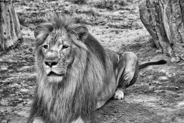 4K monochrome image of a lion in Abu Dhabi