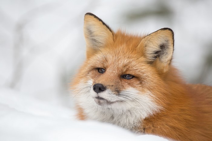Red fox in the snow