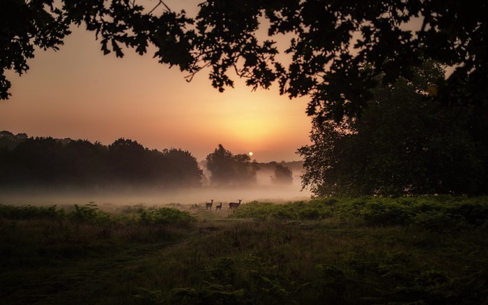 Deer in misty field at sunset