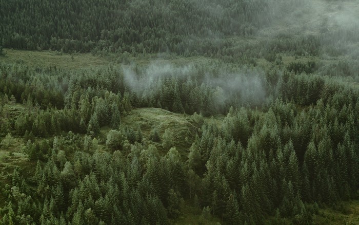 Aerial view of a dense green forest with mist
