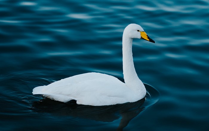 White swan swimming on dark blue water