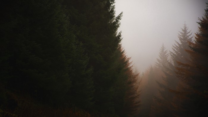 Dark forest in fog during fall
