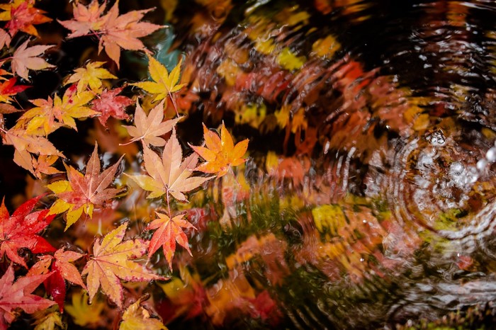Autumn leaves floating on rippling water