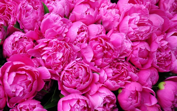 Pink Peonies