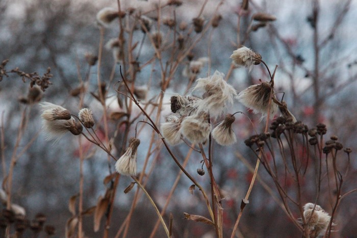 Macro photography of dried plants in fall
