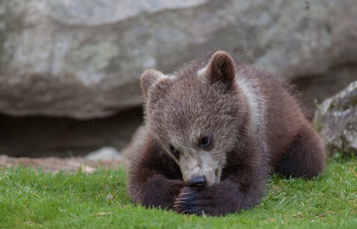 A brown bear cub lies on green grass