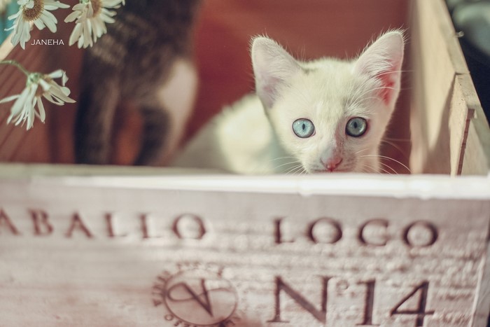 Kitten with blue eyes in a wooden box