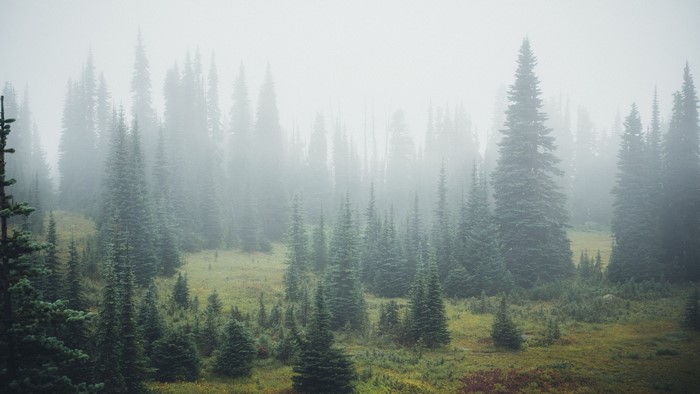 Misty forest landscape with tall evergreen trees
