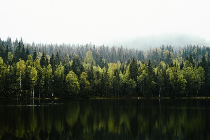 Lake and forest with reflections