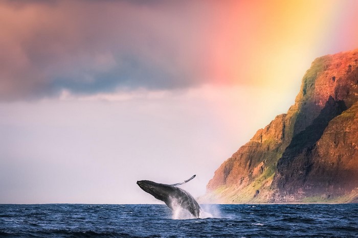Humpback whale breaching near a cliff with a rainbow