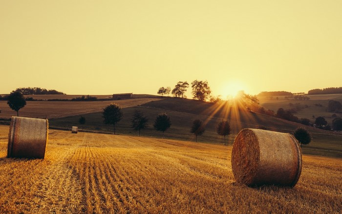 Hay bales in a field at sunset