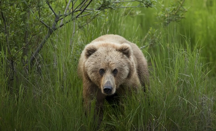 A brown bear stands in tall green grass