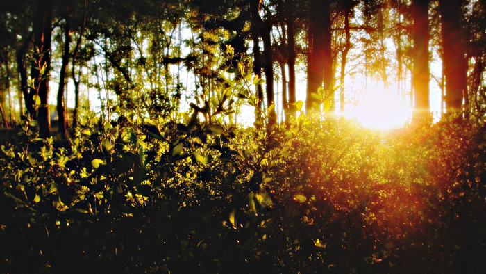 Sunlight filtering through trees in a forest