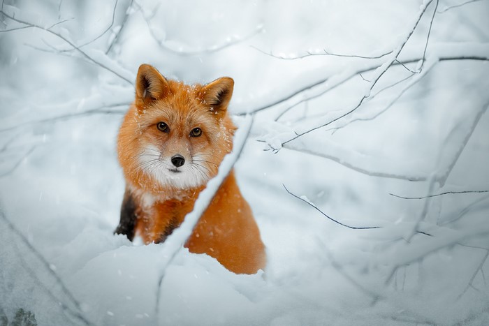Red fox sitting in the snow during winter