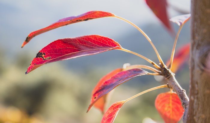Red leaves on a branch in nature