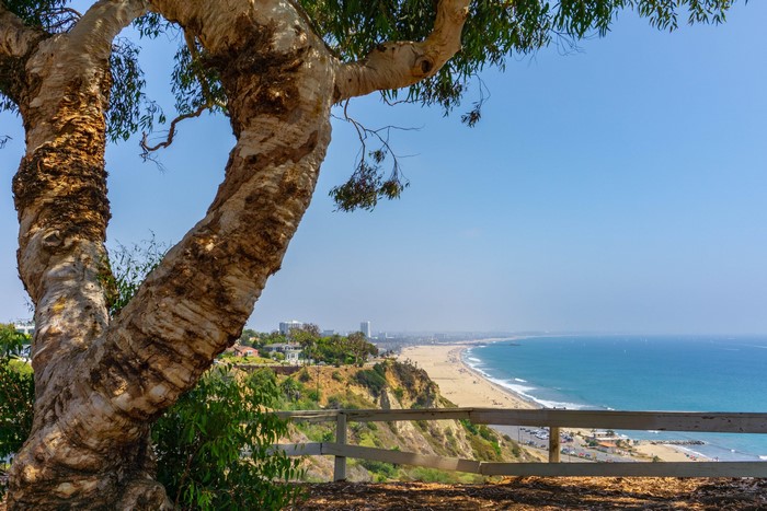 View of Santa Monica Beach and Cityscape from a Hillside