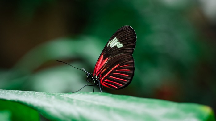 Red and black butterfly on a leaf 4K