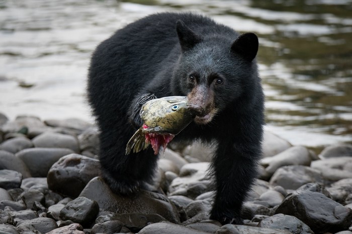 Black bear cub eating a salmon on a rocky shore