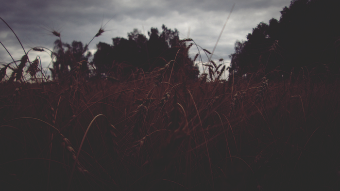 Wheat field under a cloudy sky