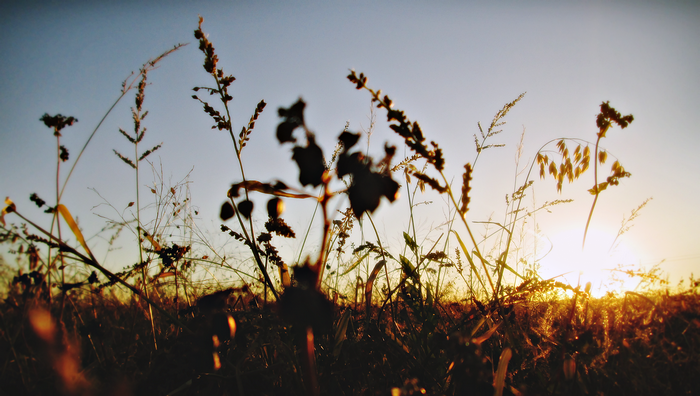 Silhouettes of plants against the setting sun