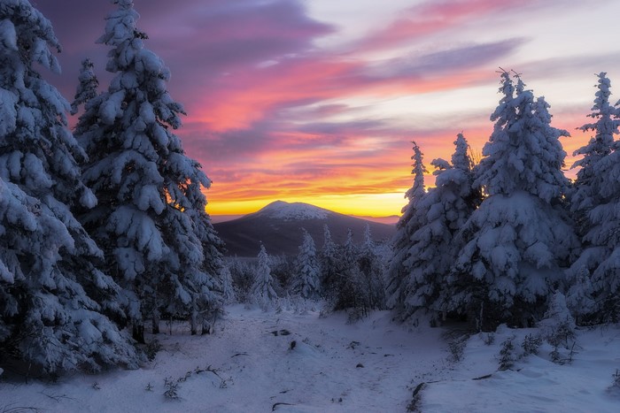 Snow-covered trees at sunset in Russia