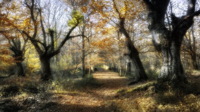 Autumn forest path with fallen leaves and trees