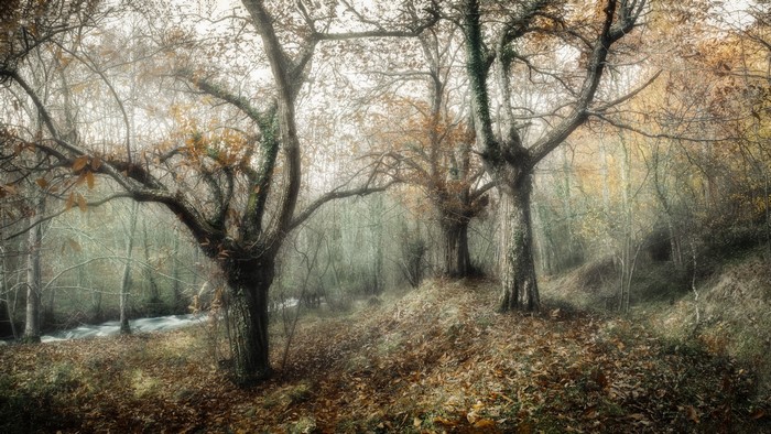 Misty forest with trees and fallen leaves
