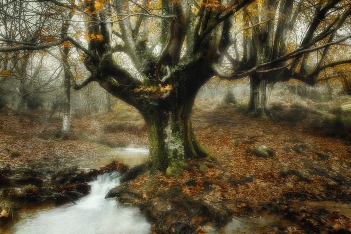 Autumn forest with a stream and old trees