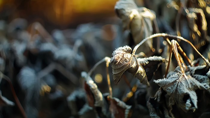 Frost covered dead leaves in macro photography