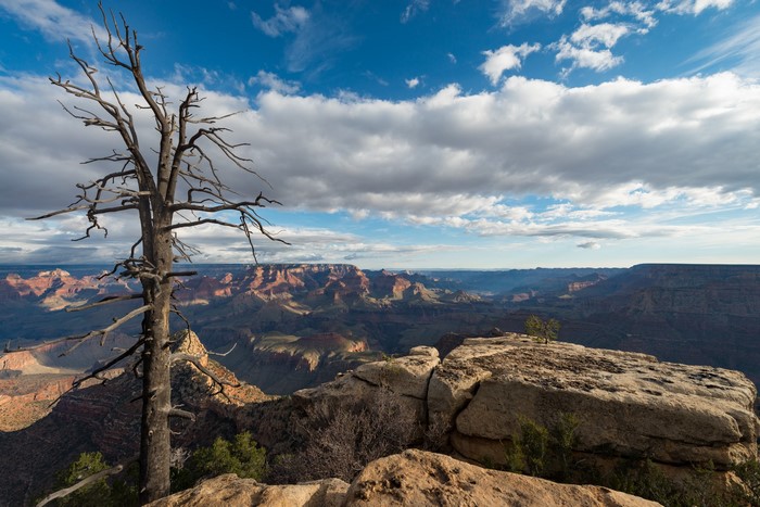 Grand Canyon landscape with dead tree and clouds