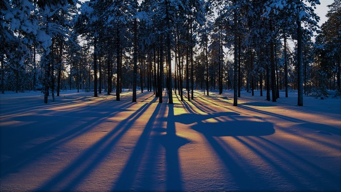 Snowy forest with long shadows at sunset
