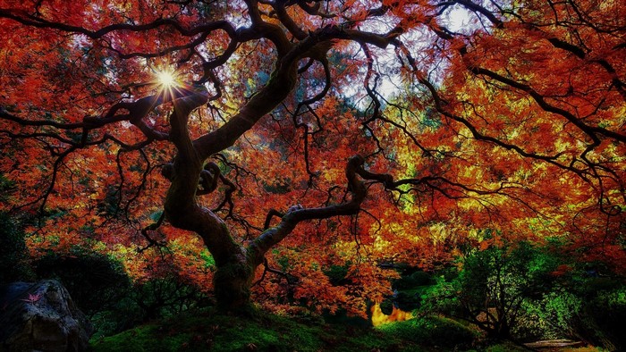 Sunlight filtering through a colorful Japanese maple tree in autumn