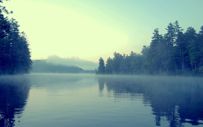 Misty lake surrounded by a forest at dawn