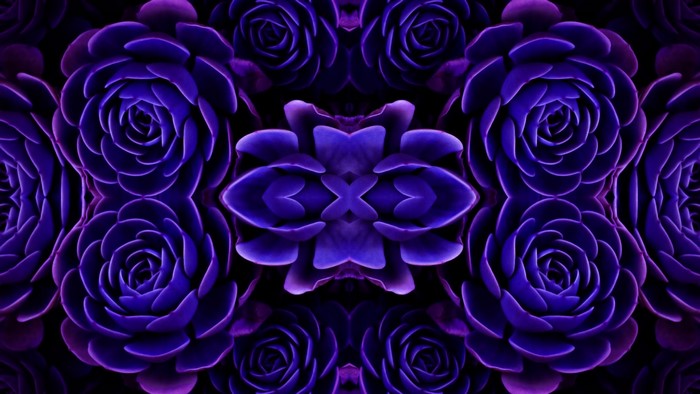 Kaleidoscopic purple succulent flowers