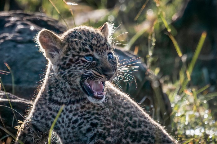 Leopard cub with blue eyes in grass
