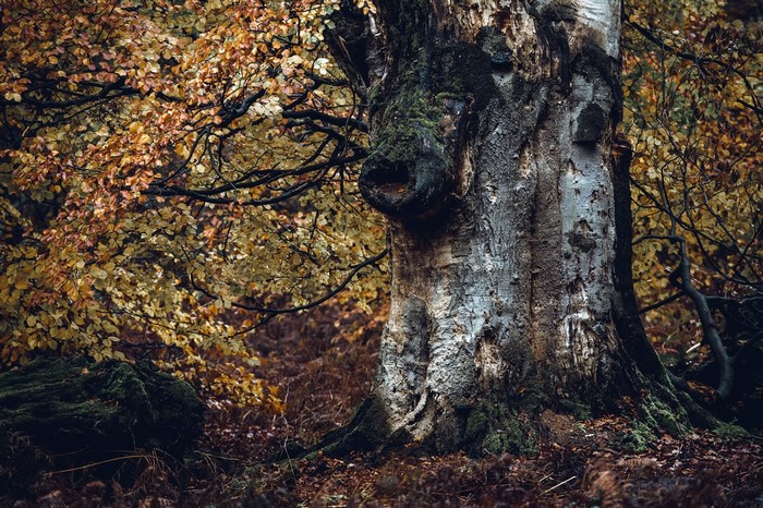 Autumn forest with a large old tree