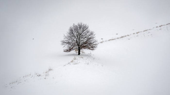 Lone tree in a snowy landscape