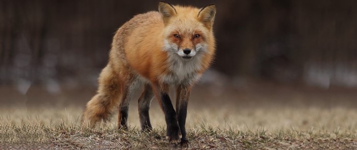 Red fox standing in a field
