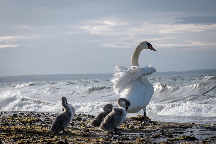 Swan family on a rocky shore with waves