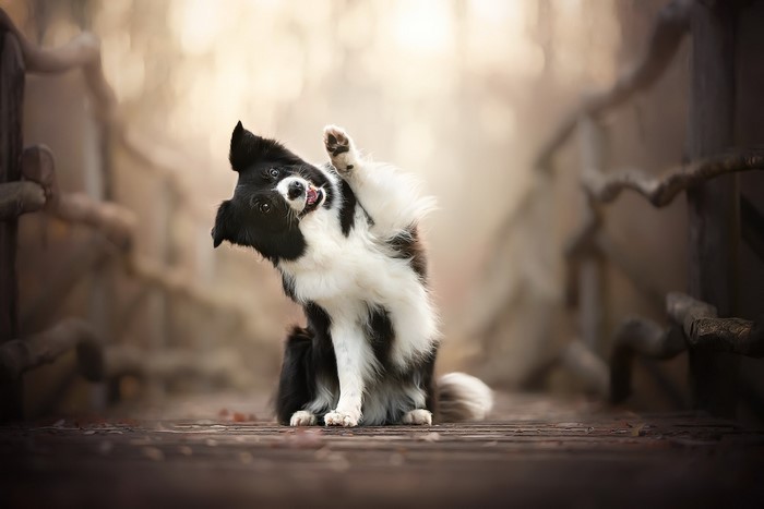 Border Collie dog raising its paw on a wooden bridge