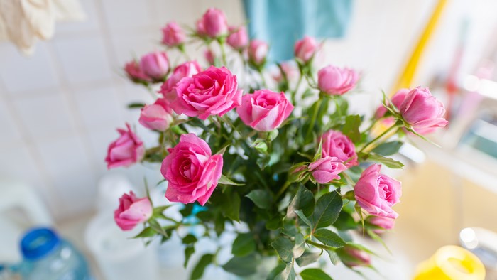 Pink roses in a vase