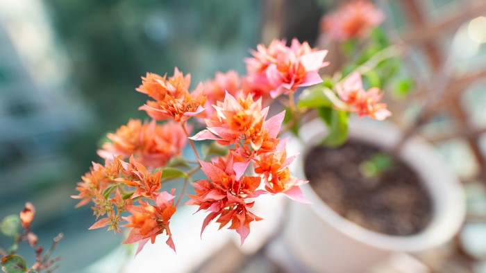 4K photography of colorful bougainvillea flowers