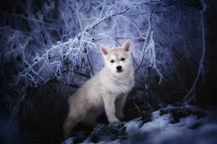 Husky puppy in a snowy forest
