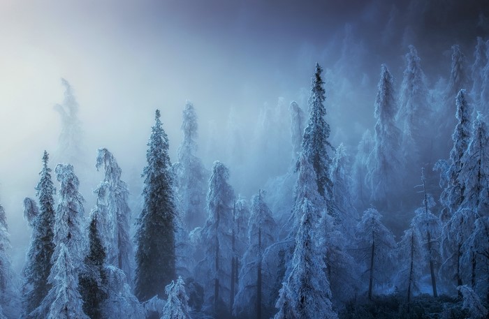 Snow-covered trees in a foggy winter forest