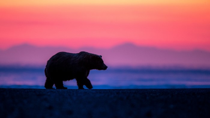 Silhouette of a bear walking at sunrise