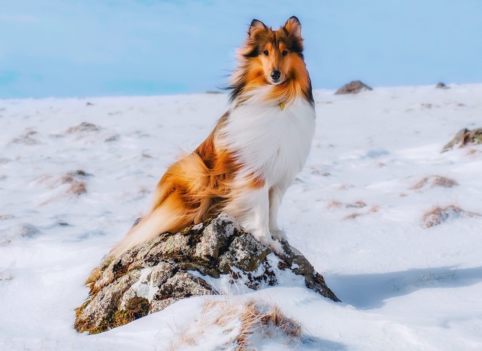 Collie dog sitting on a rock in the snow