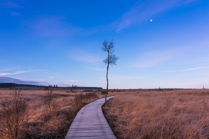 Wooden boardwalk through a marshy field with a lone tree