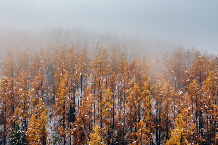Autumn trees with snow and fog